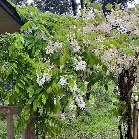 Mobilhome A La Campagne ポルトヴェッキオ